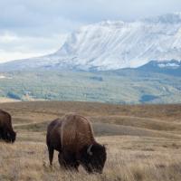 Bisons des plaines