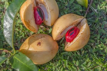 Fruit muscade