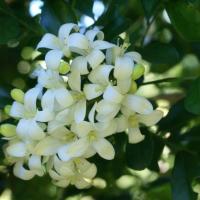 Jasmin