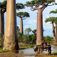 Morondava allee baobab