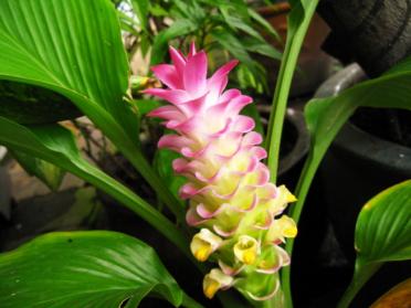 Plante curcuma