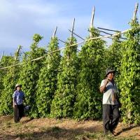 Recolte kampot