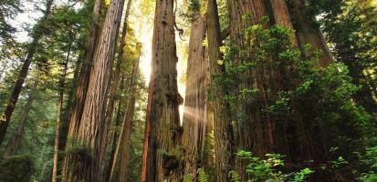 Redwood national park