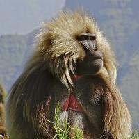 Babouins geladas