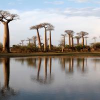 Baobabs de menave