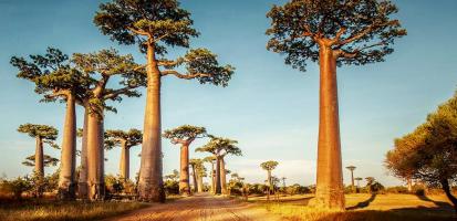 Baobabs