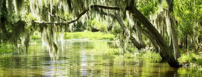 Bayou louisiane