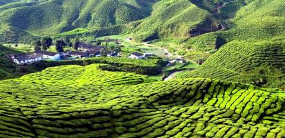 Cameron highlands