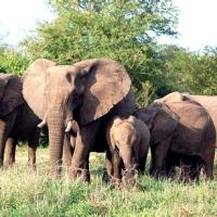 Camp d elephants de tepakkadu