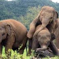 Chiang mai elephants