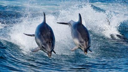 Dauphins 2