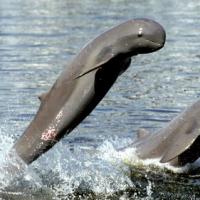 Dauphins d eau douce de l irrawaddy