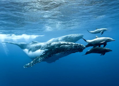 Dauphins et les baleines
