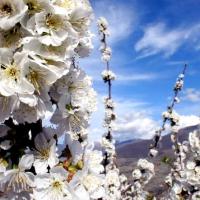 El cerezo en flor