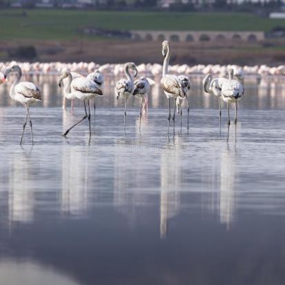 Flamants roses