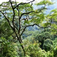 Foret impenetrable de bwindi