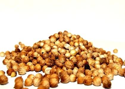 Graines de coriandre 1
