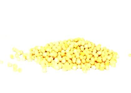 Graines de moutarde 2