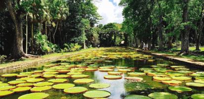 Jardin de pamplemousses2