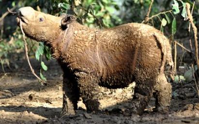 Kinabatangan rhino