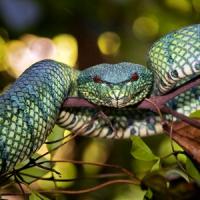 Kinabatangan serpents