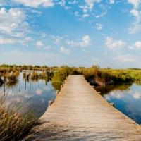 La camargue