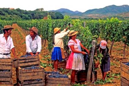 La route des vins