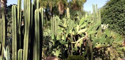 Le jardin majorelle