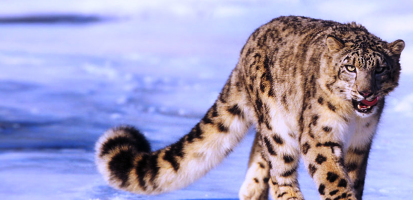 Leopard des neiges