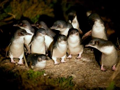 Les pingouins