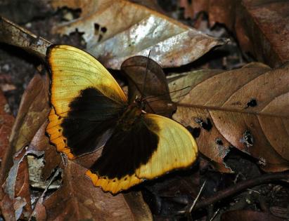 Nuees de papillons