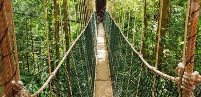 Parc national de taman negara passerelle canopee