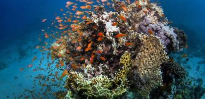 Recif coralien des pristines