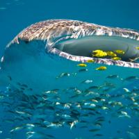 Requins baleines a ningaloo reef2