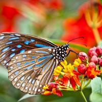 Tanah rata papillonbs