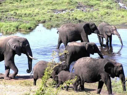 Tembe elephant park