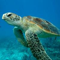 Tortue de mer 1