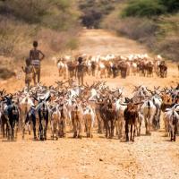 Tribu de l omo bergers du sud