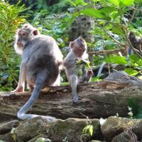 Ubud foret des singes