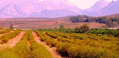 Un rooibos d afrique du sud