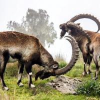 Walia ibex