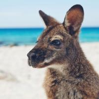 Wallaby